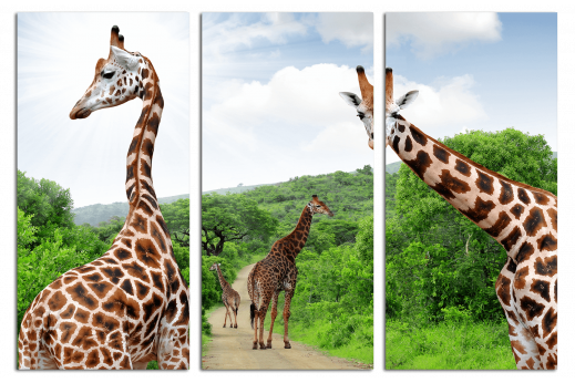 Картина из 3 частей  Жирафы 