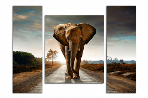 Модульная картина Слон на дороге