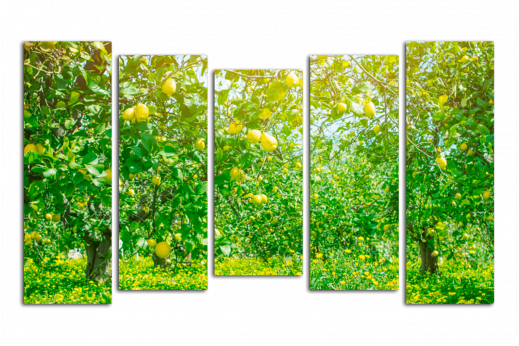Модульная картина Лимонный сад